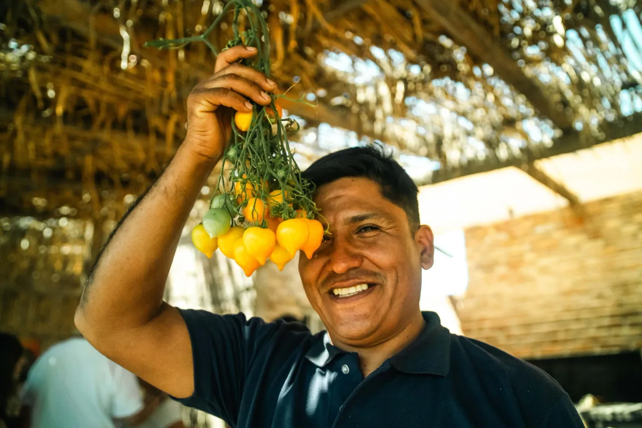 Productor con tomates amarillos